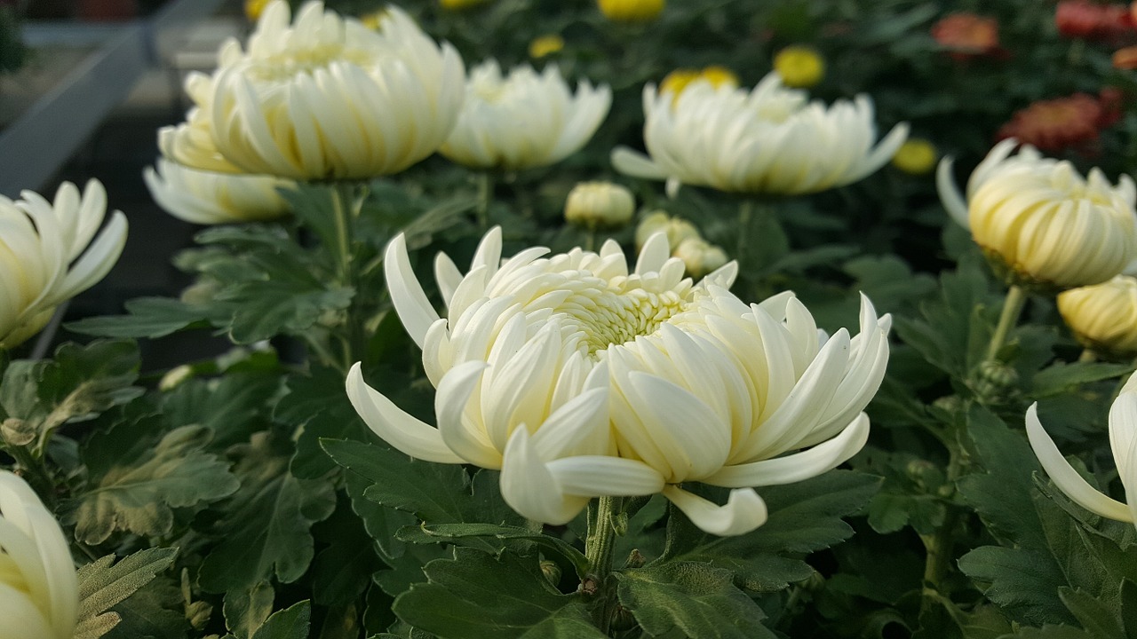 chrysanthemum flower flowers free photo