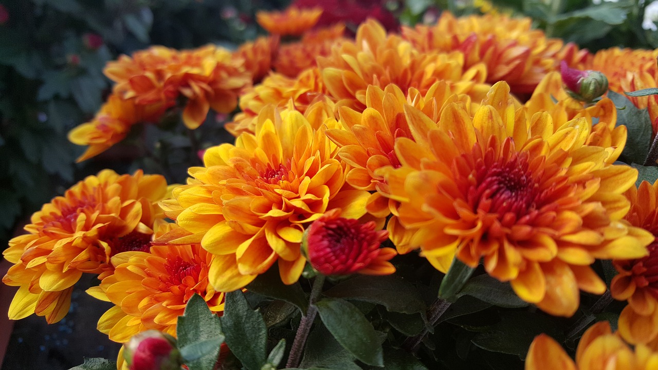 chrysanthemum flowers flower free photo