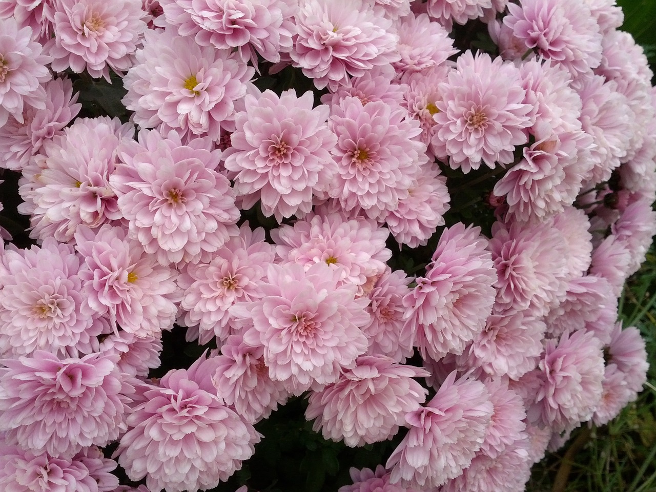 chrysanthemum flowers lilac free photo