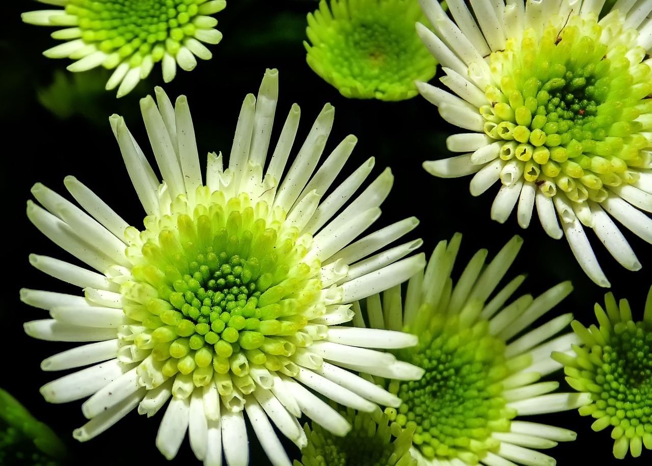 chrysanthemum flower white free photo
