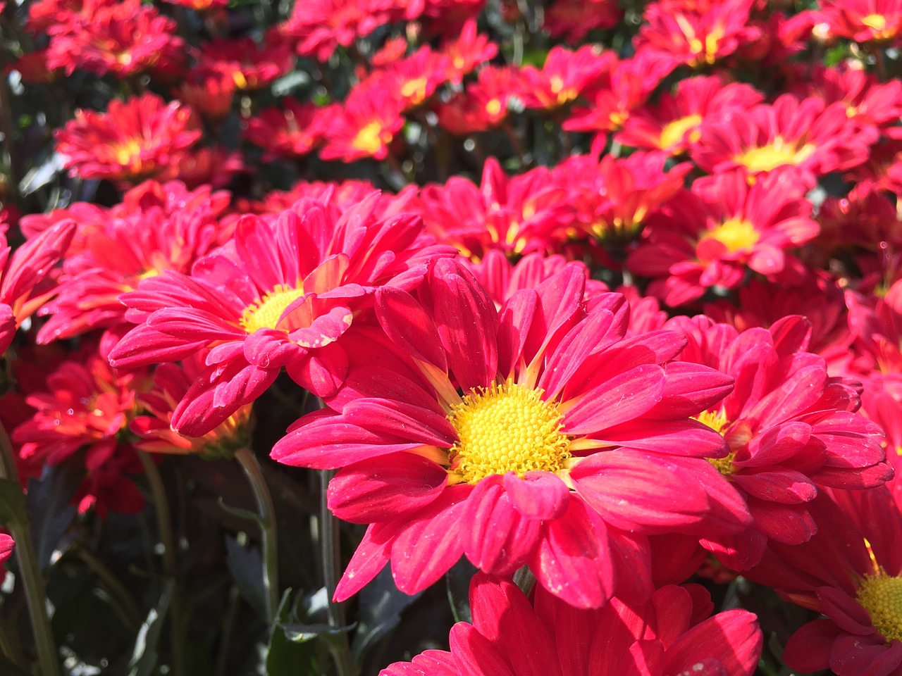 chrysanthemum flowers red free photo