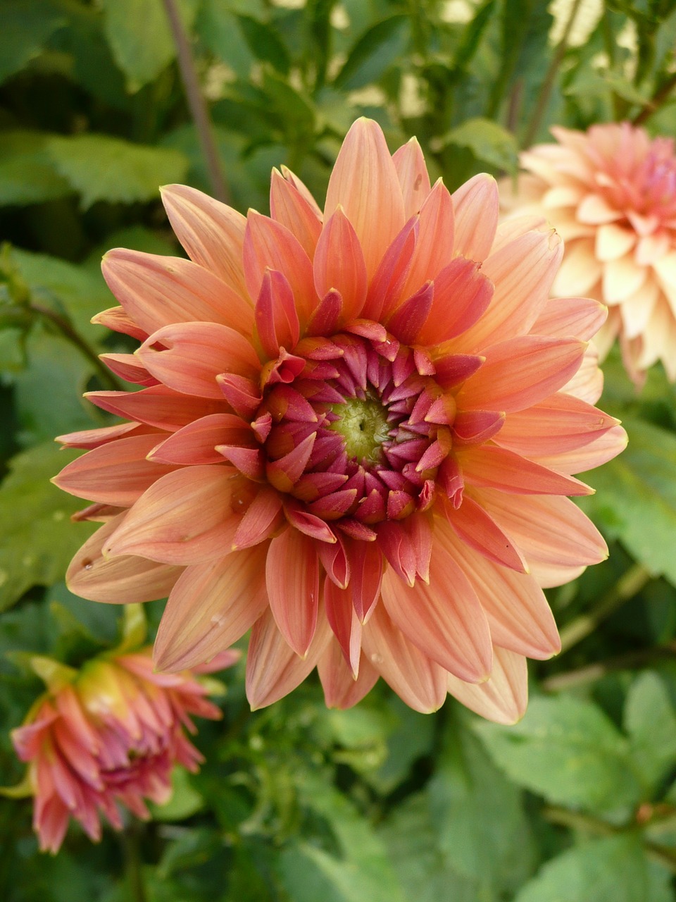 chrysanthemum orange nature free photo