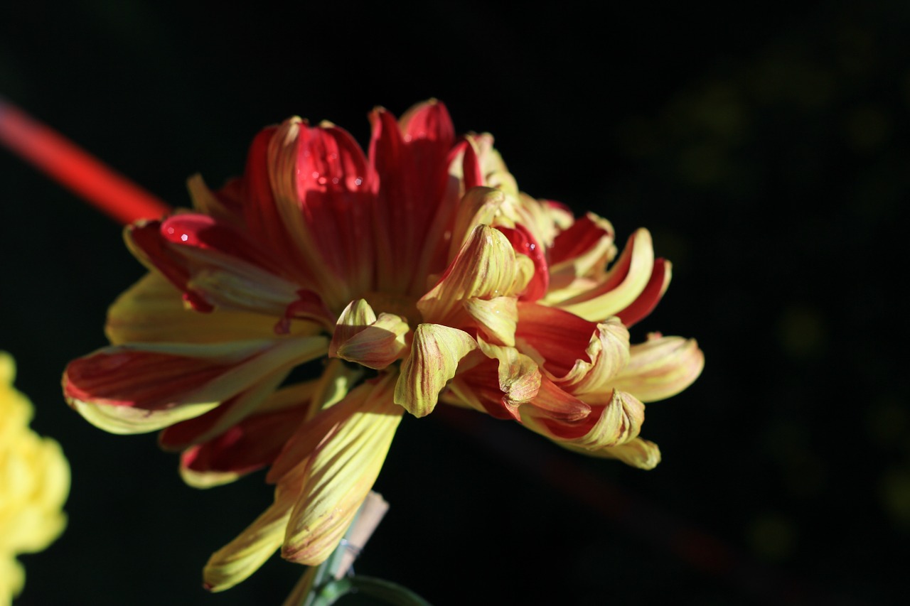 chrysanthemum autumn red and yellow free photo