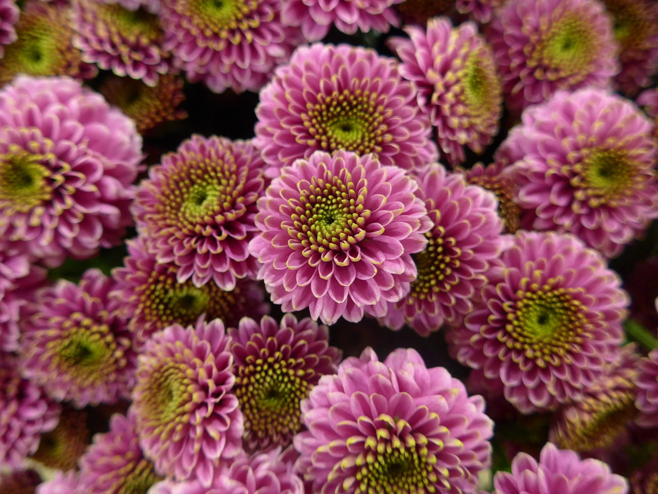 chrysanthemum flower purple free photo