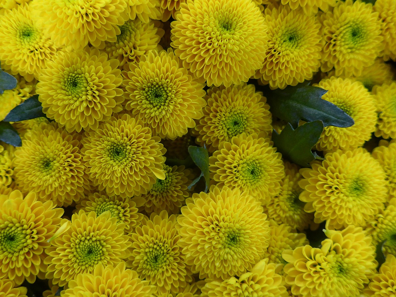 chrysanthemum flower yellow free photo