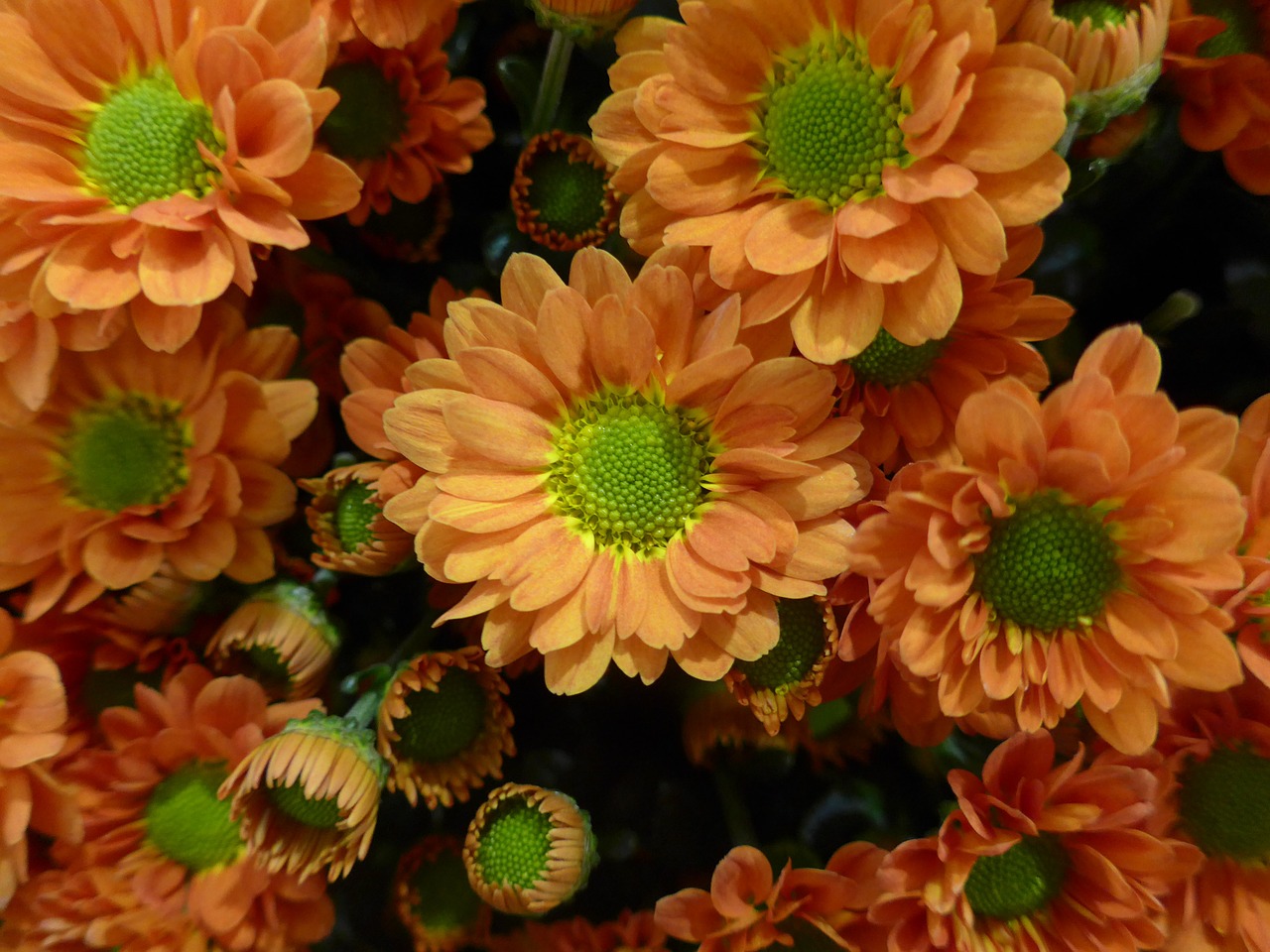 chrysanthemum flower orange free photo