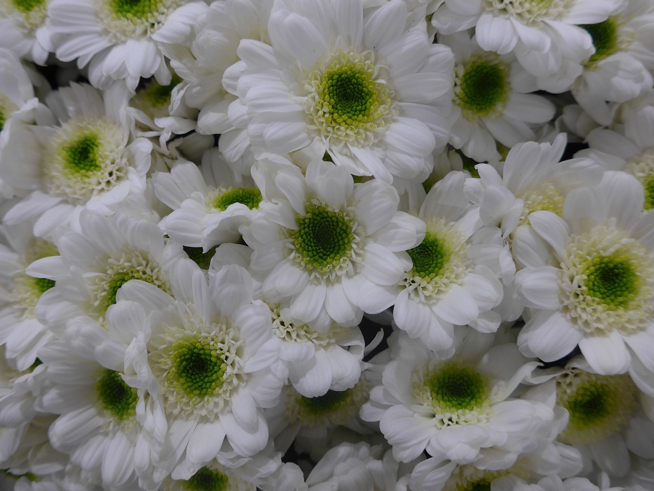 chrysanthemum flower white free photo