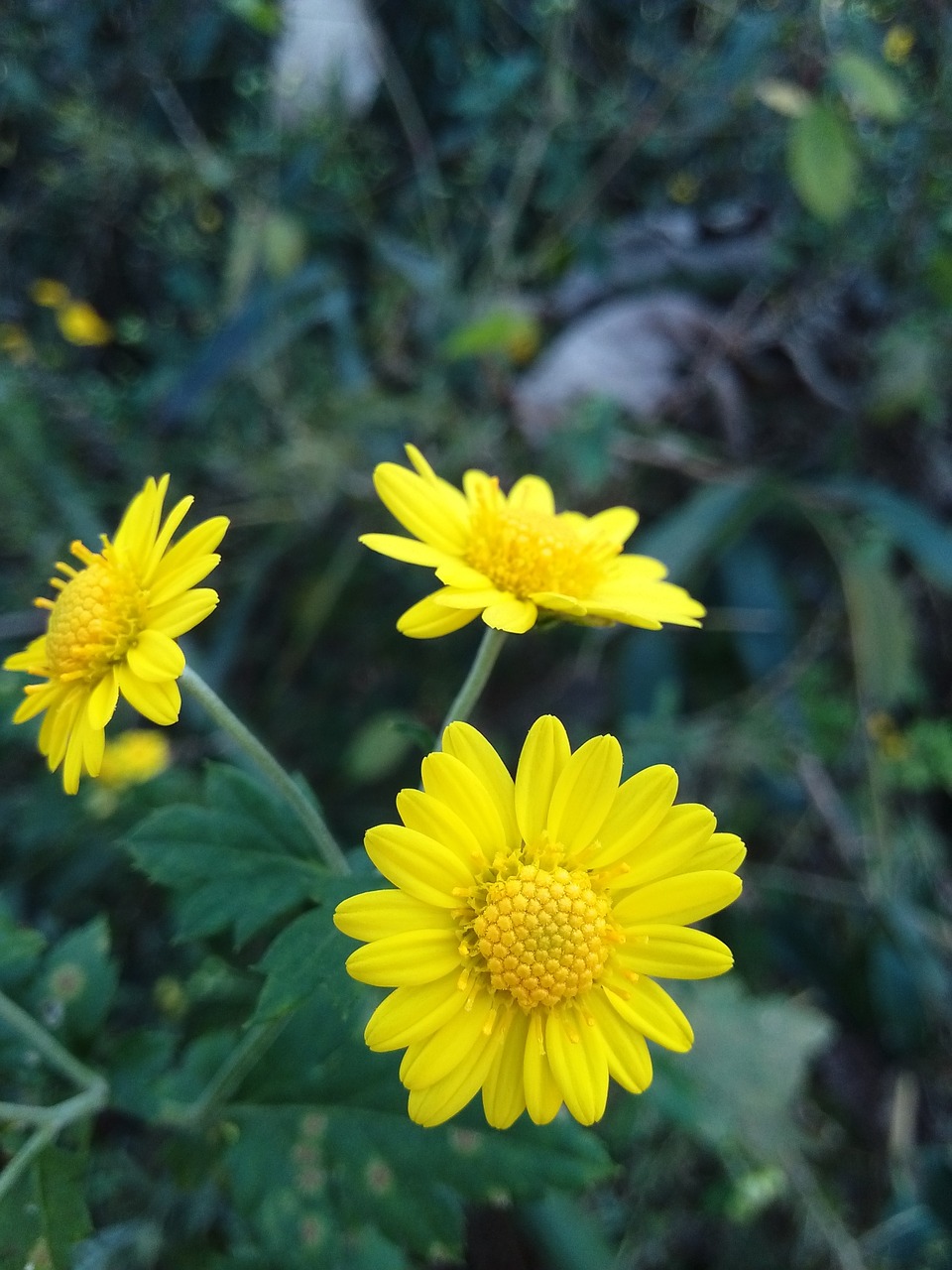 chrysanthemum yellow flower flower free photo
