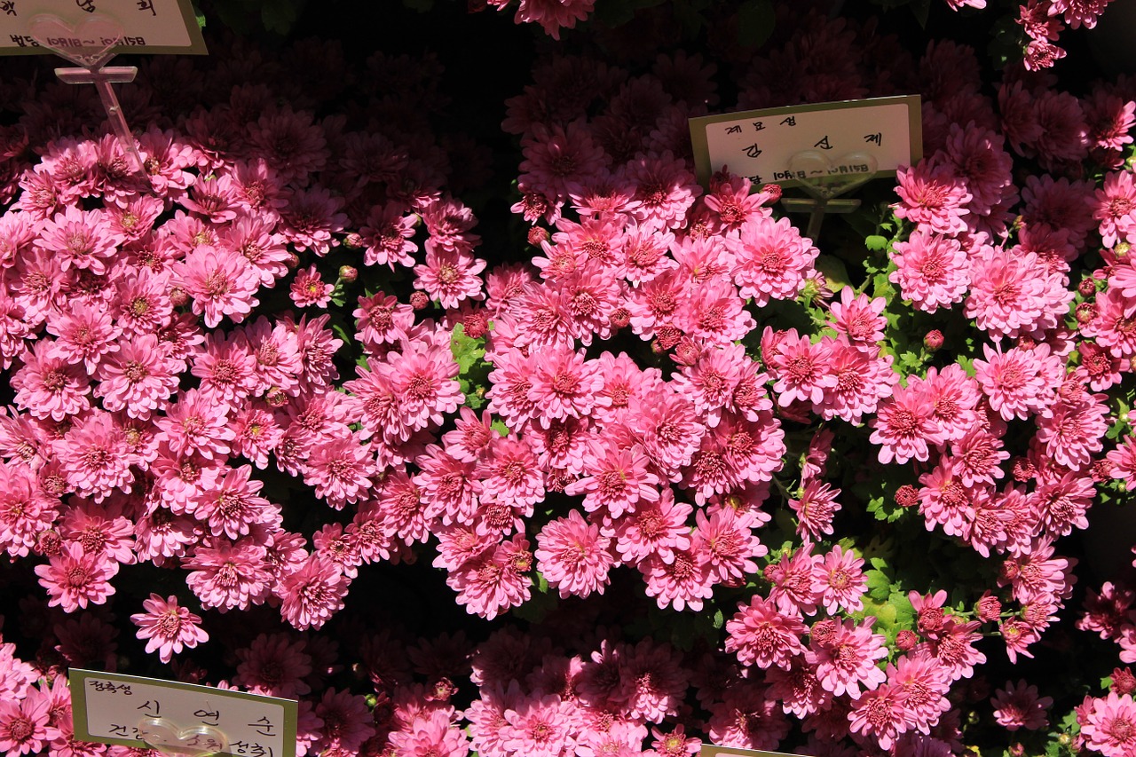 chrysanthemum korea pink flower free photo