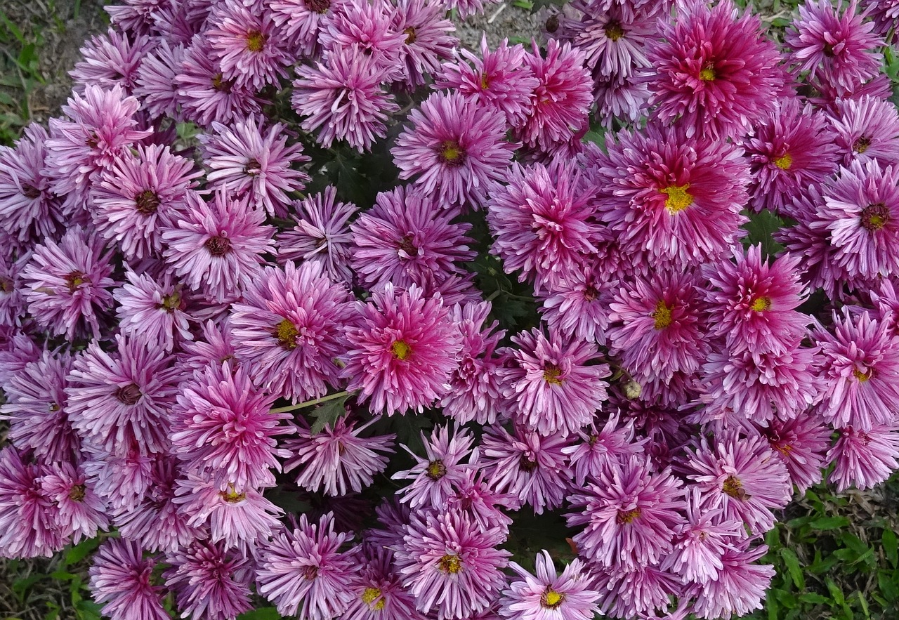 chrysanthemum asteraceae sevanthi free photo