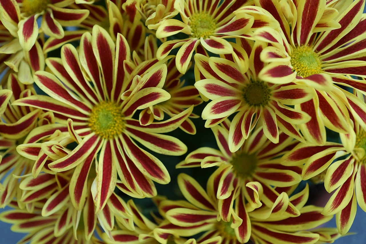 chrysanthemum flower yellow free photo