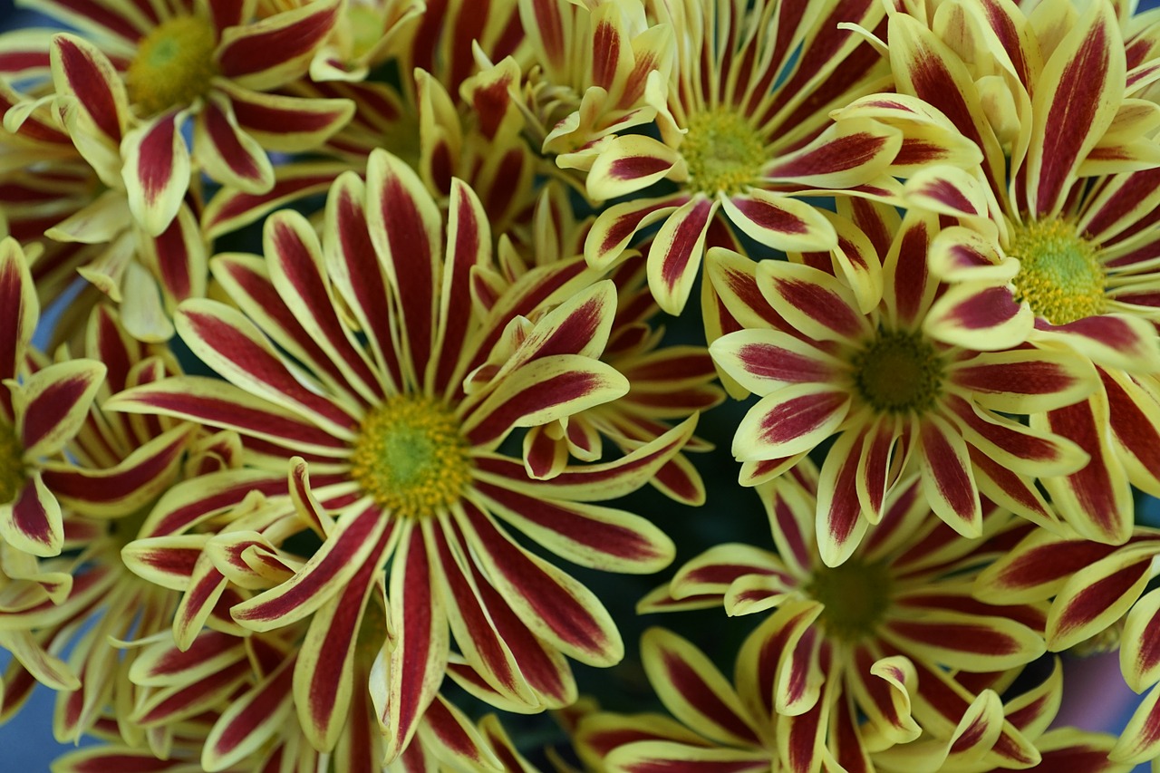 chrysanthemum flower yellow free photo