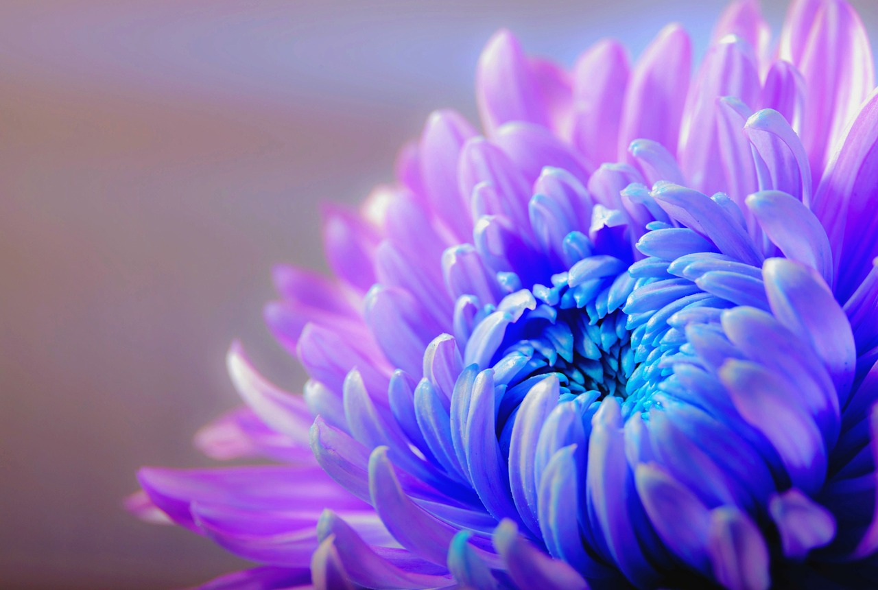 chrysanthemum blossom bloom free photo