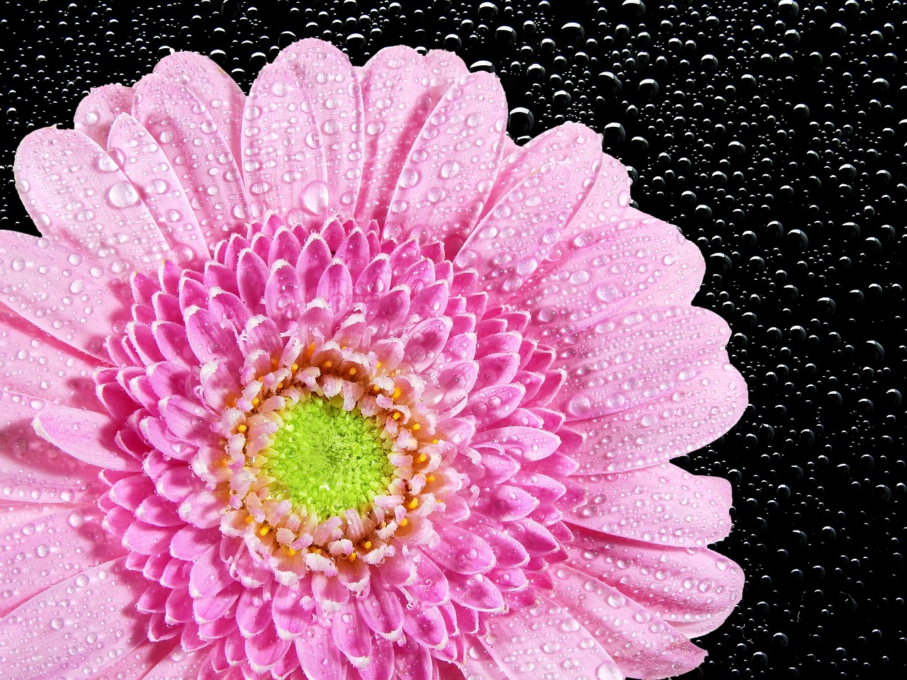 chrysanthemum flower nature free photo