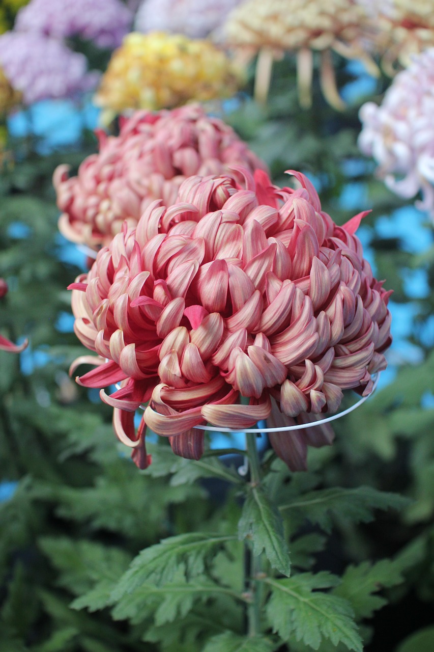 chrysanthemum flowers pure free photo