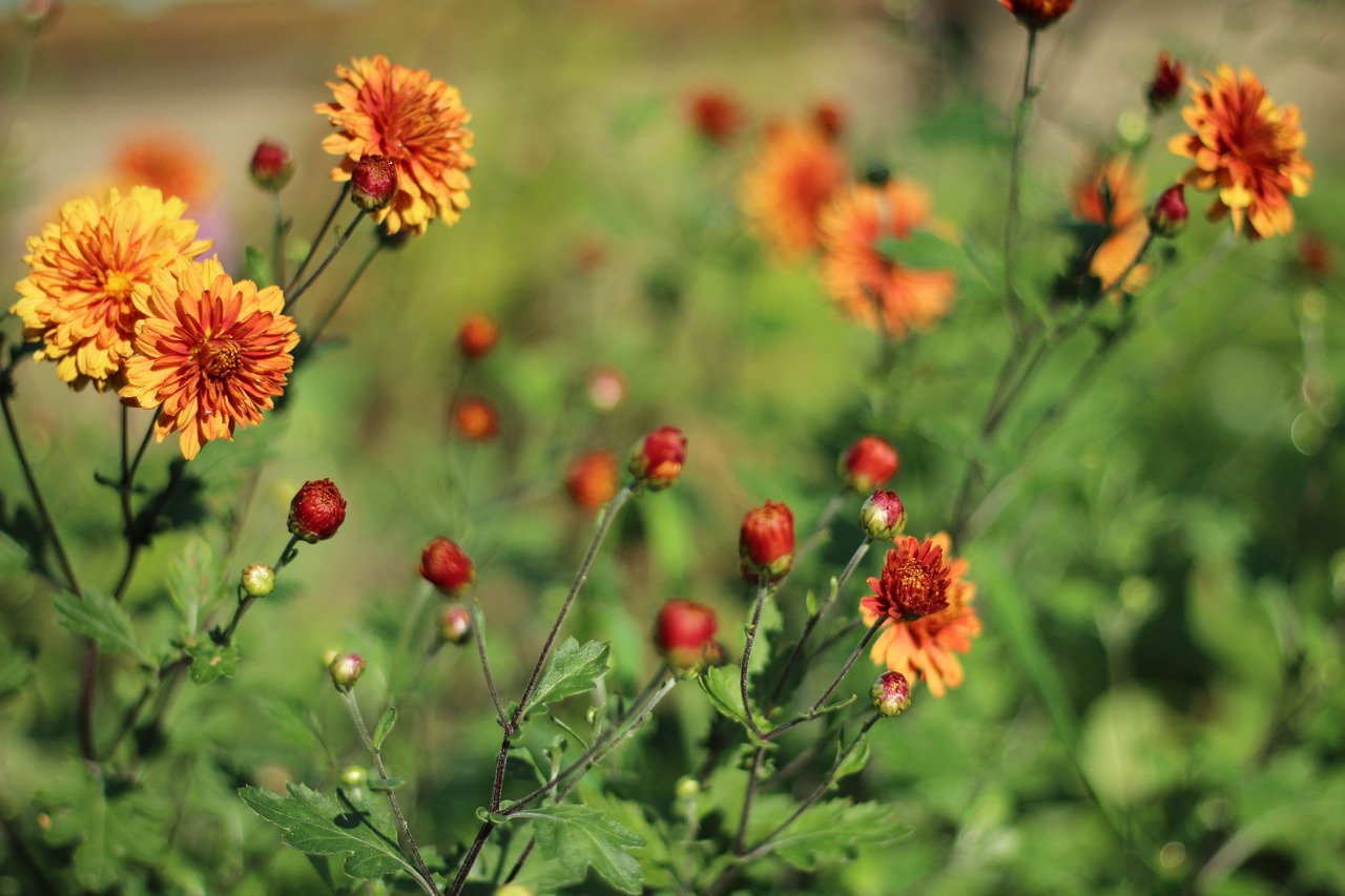 chrysanthemum flowers summer free photo