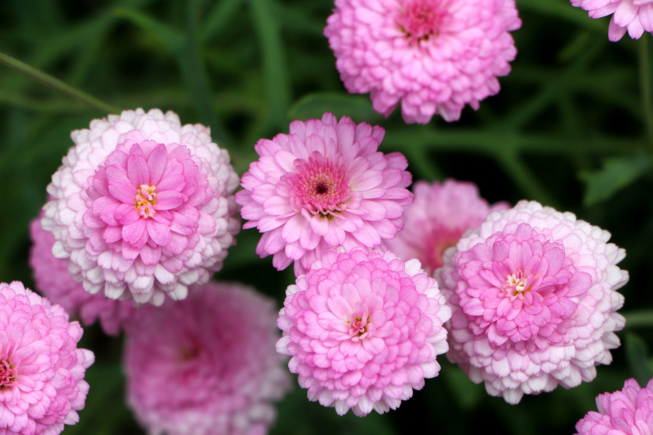 chrysanthemum daisy plants free photo