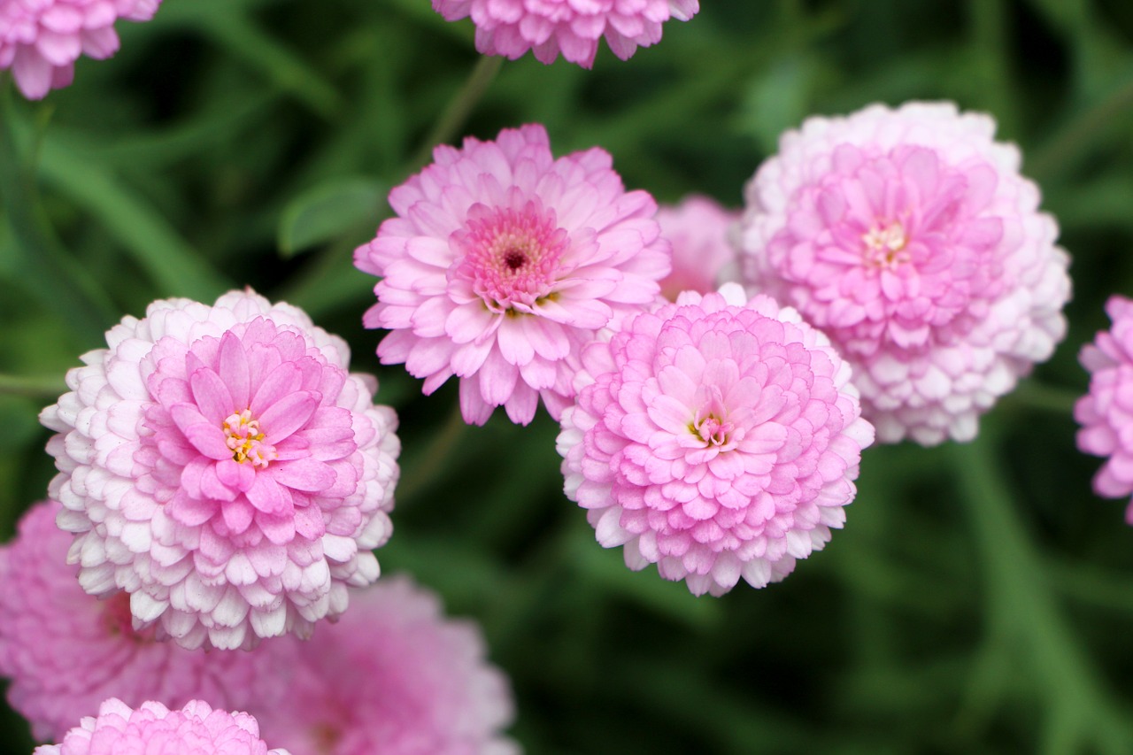 chrysanthemum daisy plants free photo