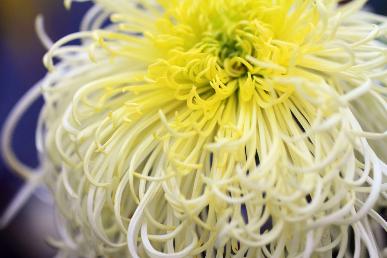 chrysanthemum yellow white free photo