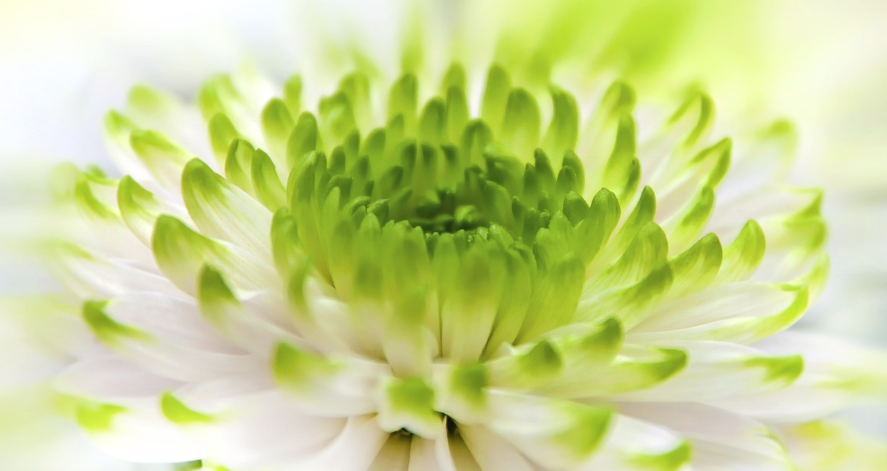 chrysanthemum white green free photo