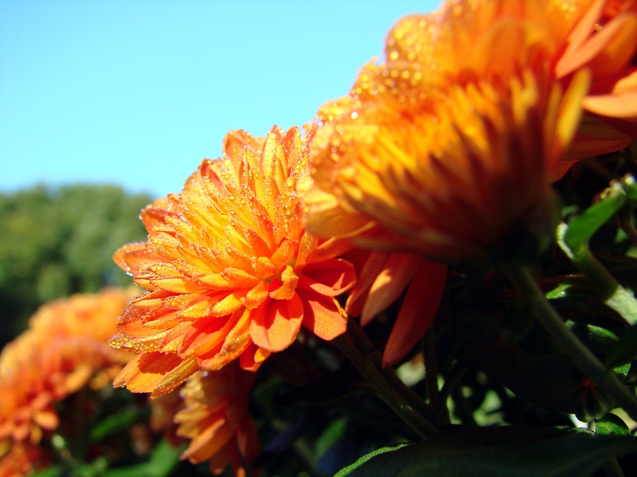 chrysanthemum flower dew free photo