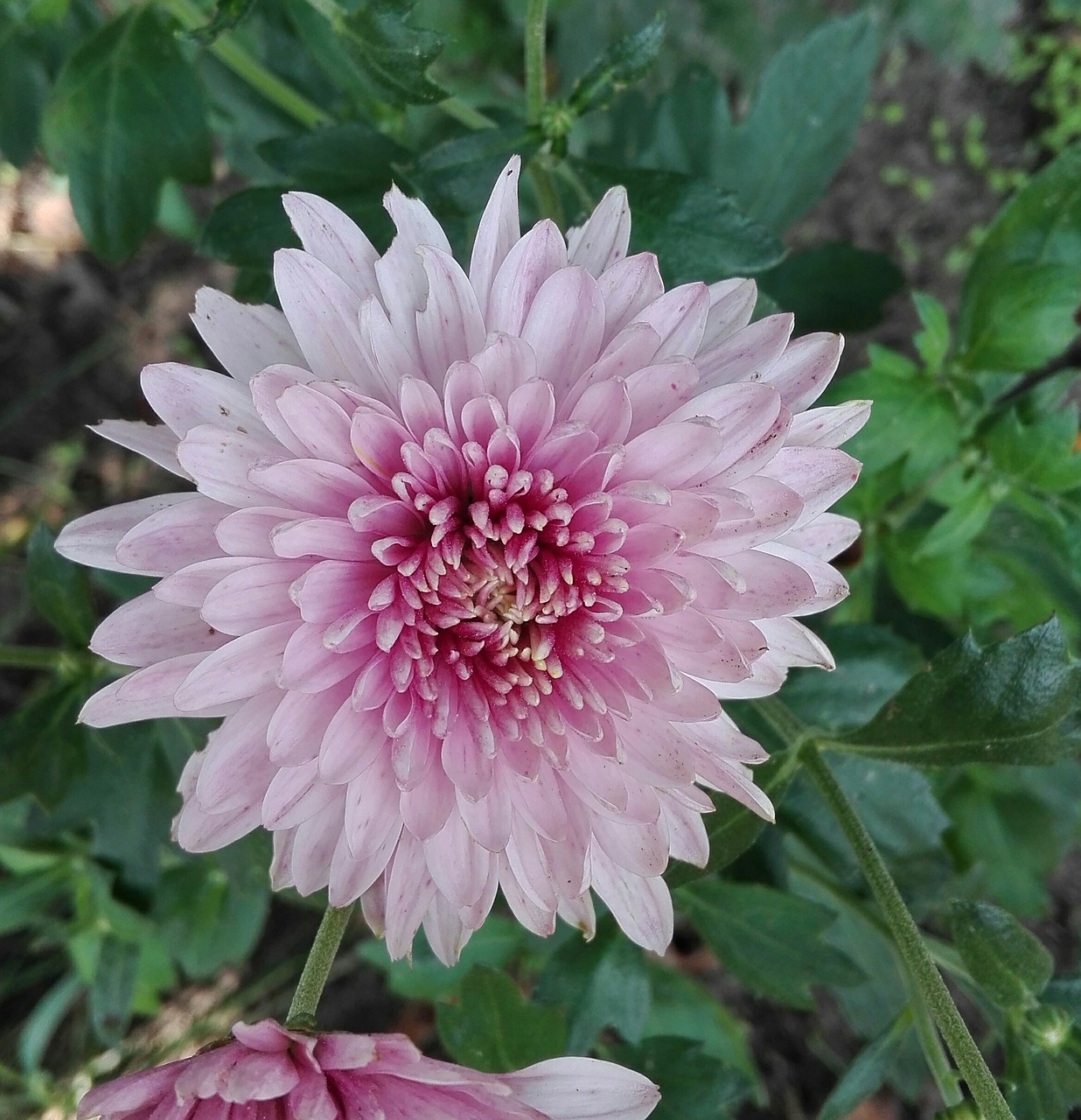 chrysanthemum flowers nature free photo