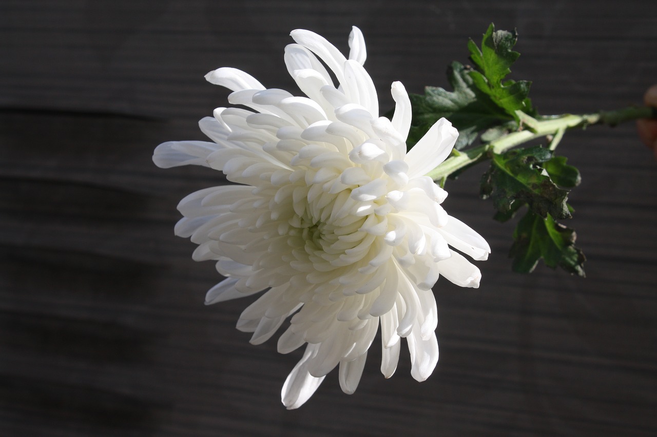 chrysanthemum mourning article free photo