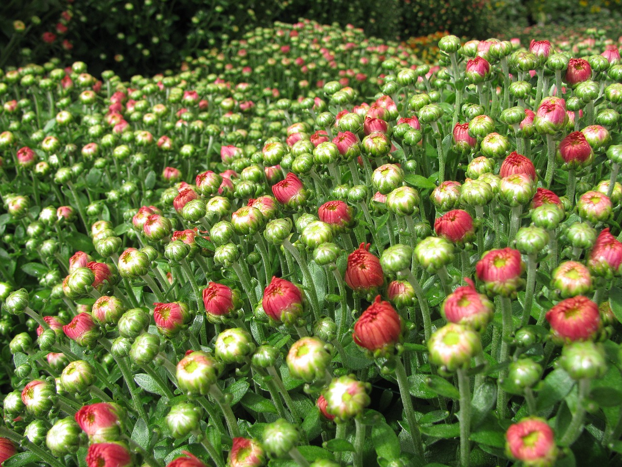 chrysanthemum flowers fall free photo