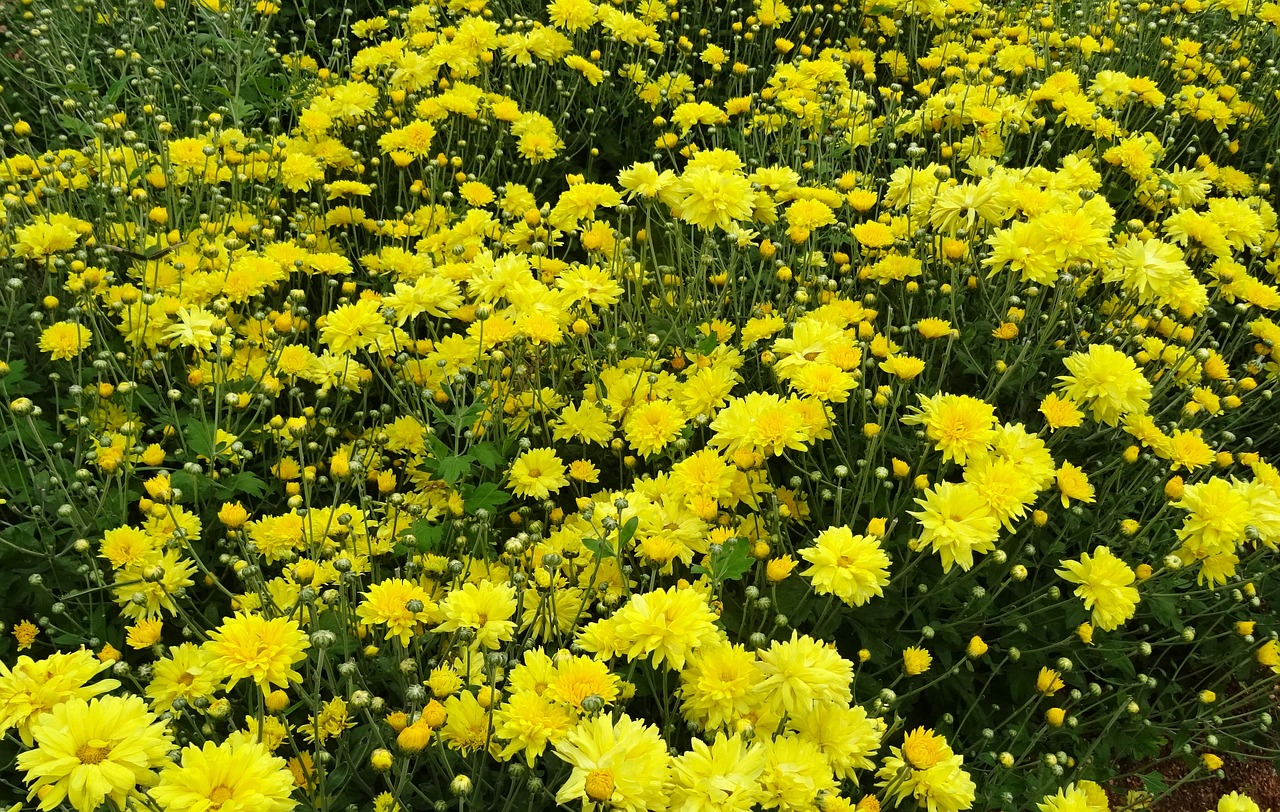 chrysanthemum asteraceae sevanthi free photo