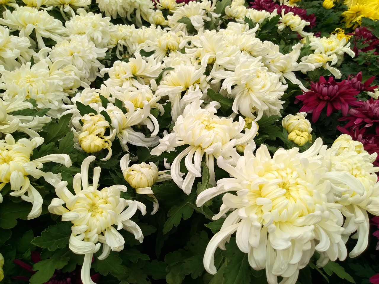 chrysanthemum flower show national day free photo