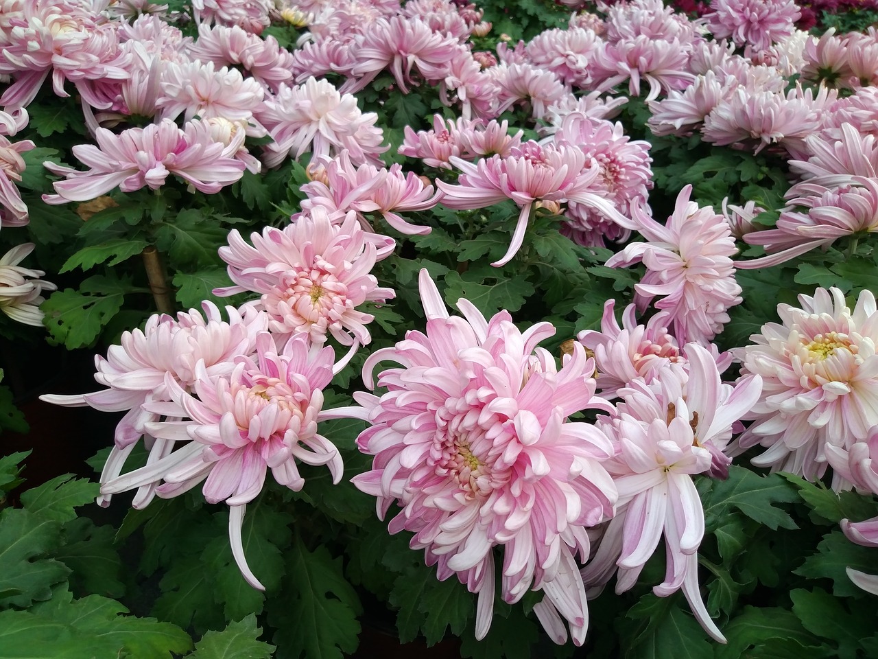 chrysanthemum flower show national day free photo