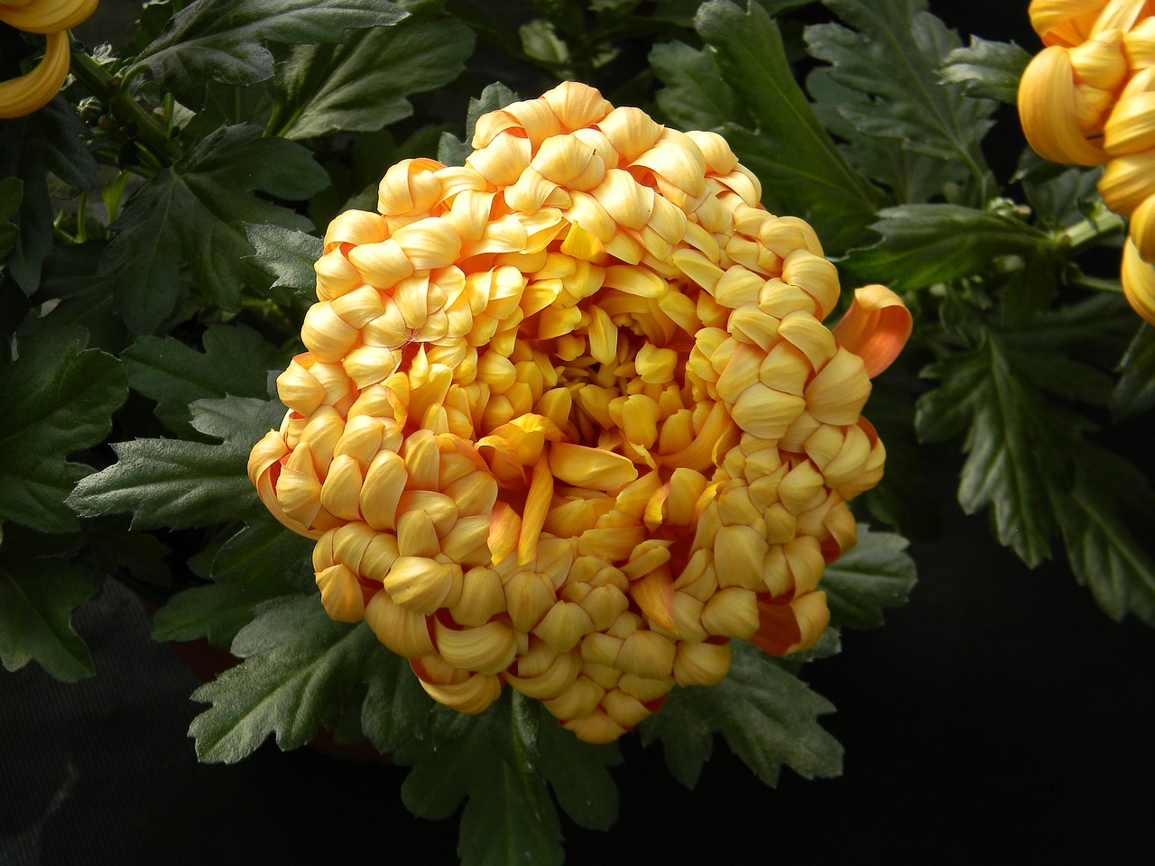 chrysanthemum single bloom free photo