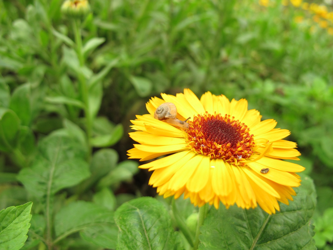 chrysanthemum snail spring free photo