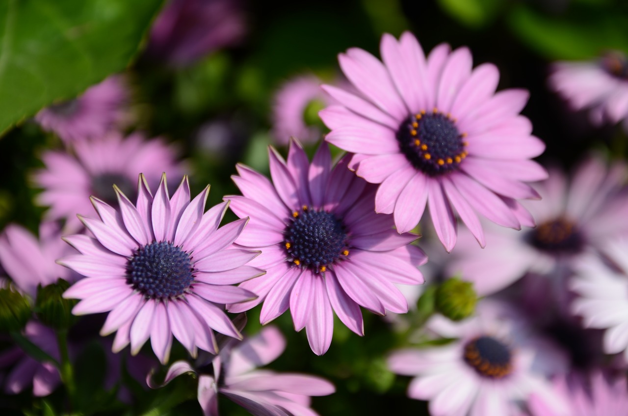 chrysanthemum flower purple free photo