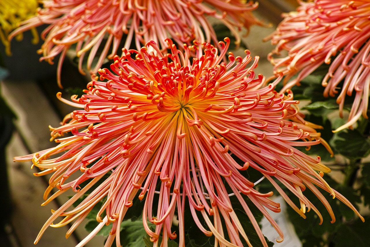 chrysanthemum flowers plant free photo