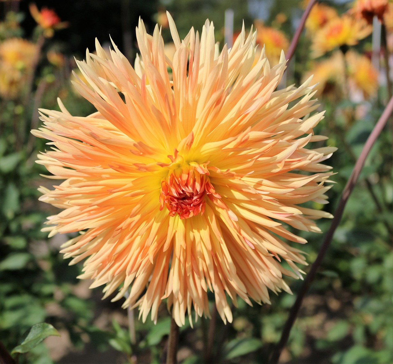 chrysanthemum summer krupnyj plan free photo