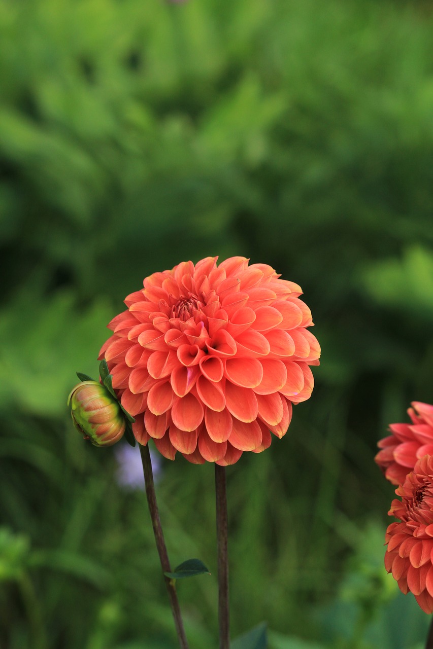 chrysanthemum nature flowers free photo