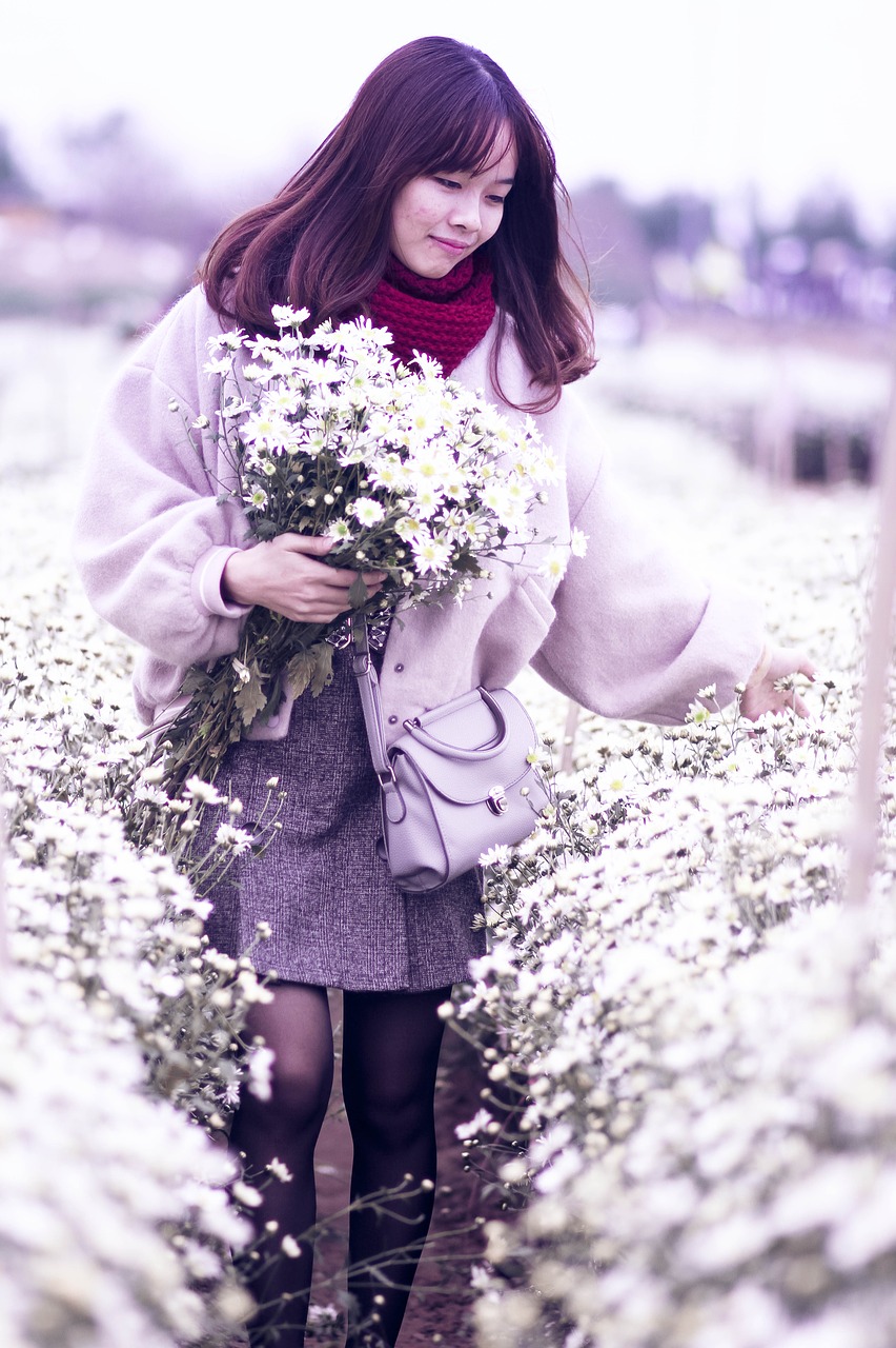 chrysanthemum daisy robins flower free photo