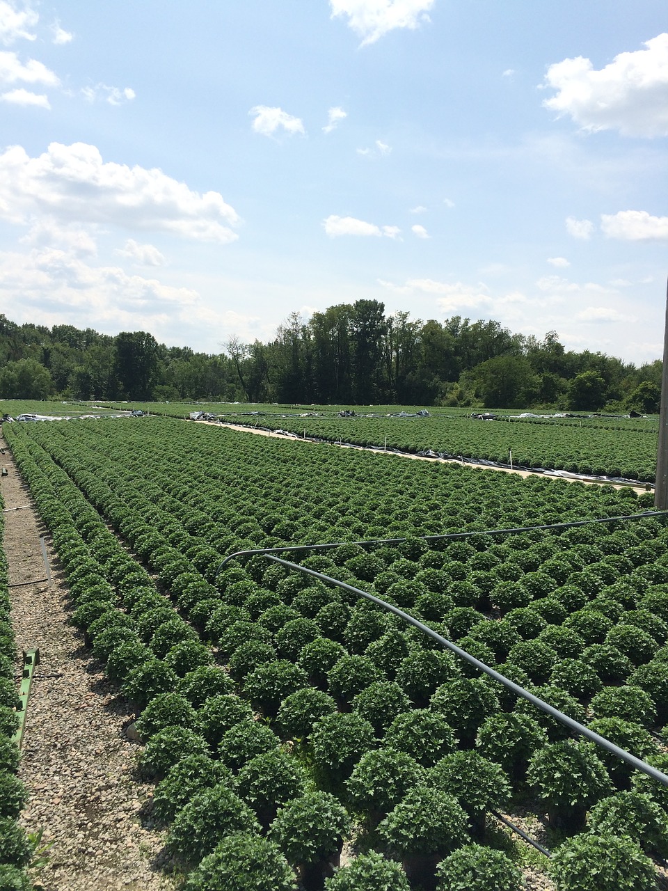 chrysanthemum greenhouse grower free photo