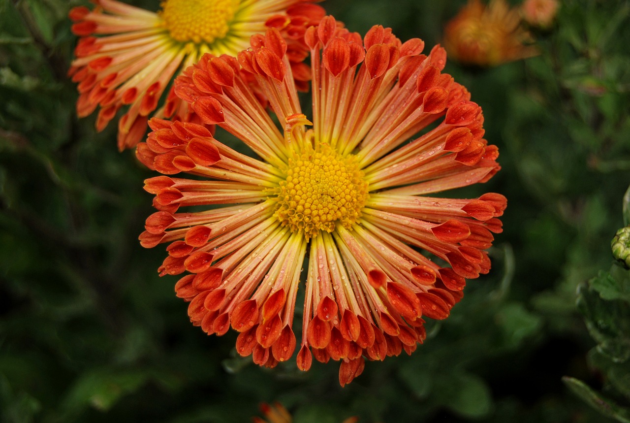 chrysanthemum havel flover free photo