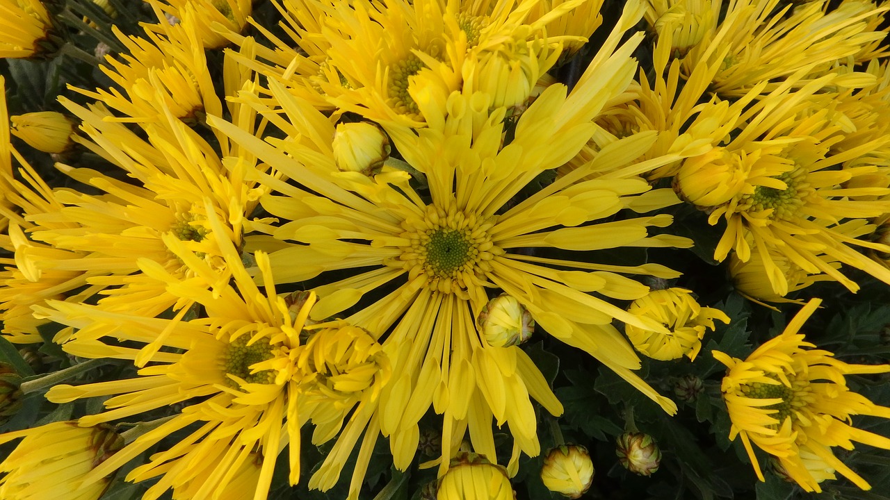 chrysanthemum fóliovník needle free photo