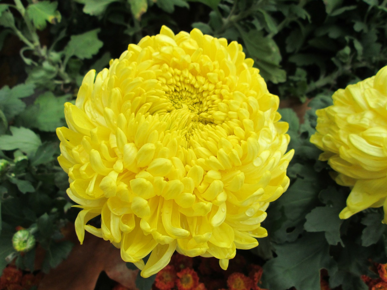 chrysanthemum plant park free photo