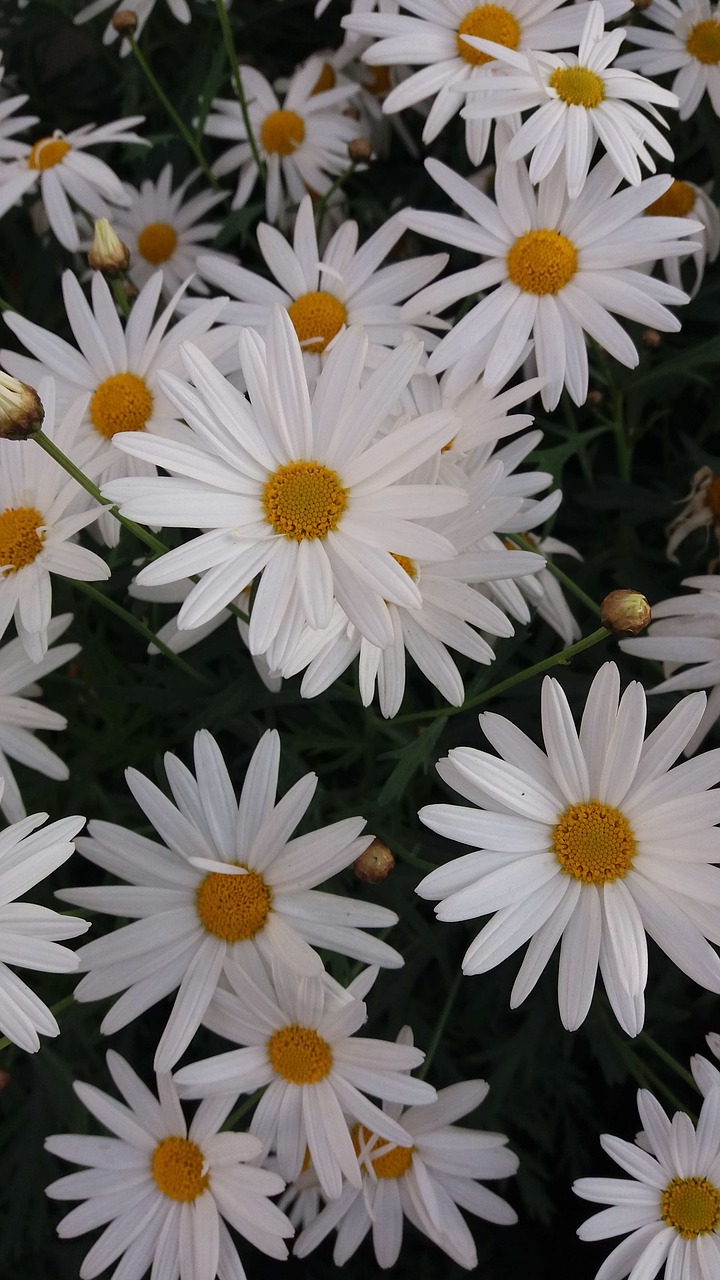 chrysanthemum four seasons small daisy free photo