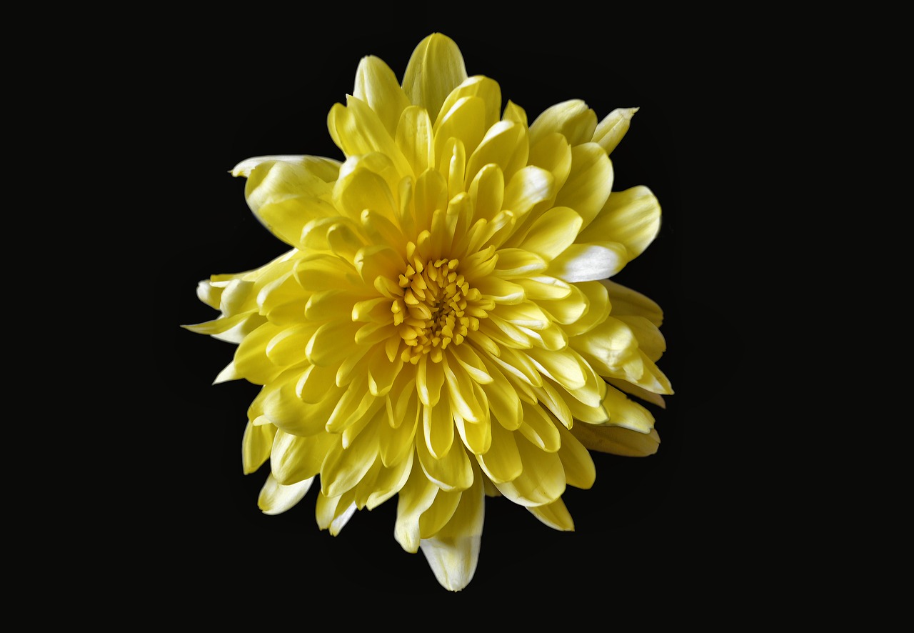 chrysanthemum yellow flower free photo
