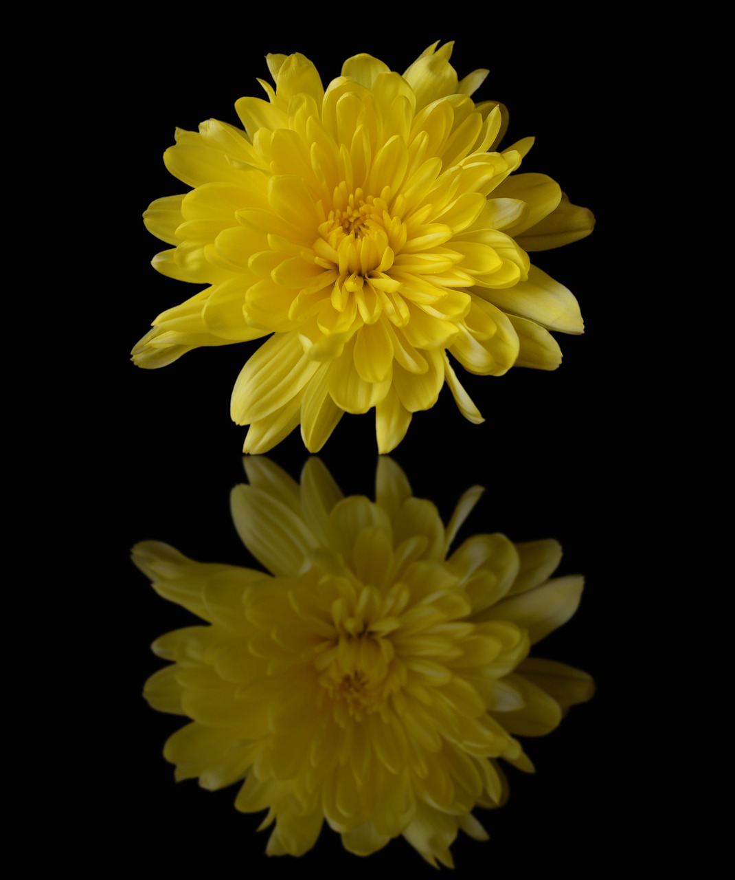 chrysanthemum yellow mirror free photo