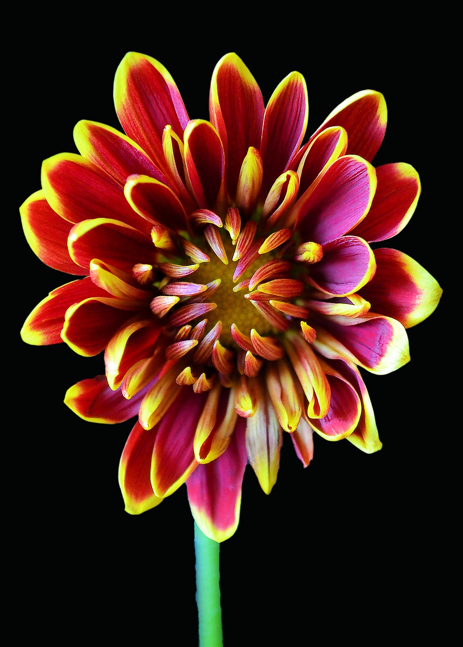 chrysanthemum red yellow free photo