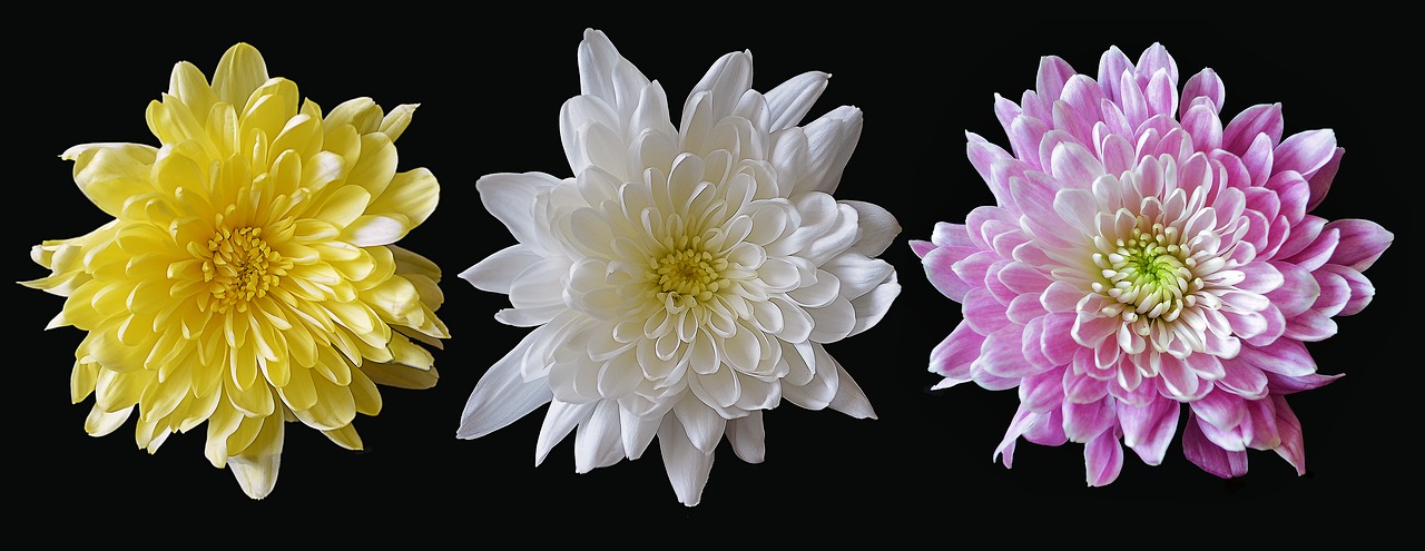 chrysanthemum mixed flower free photo