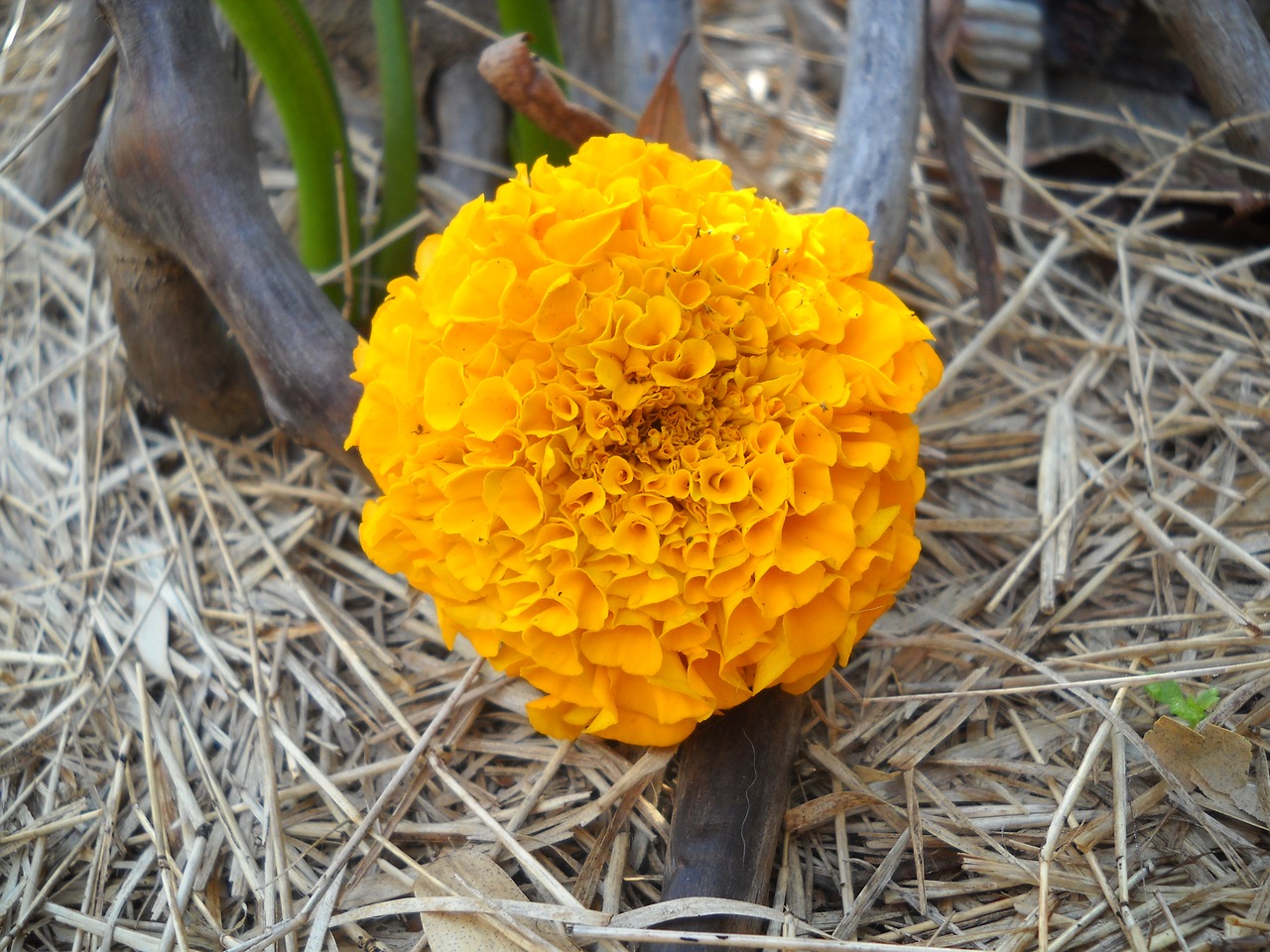 chrysanthemum flower yellow free photo