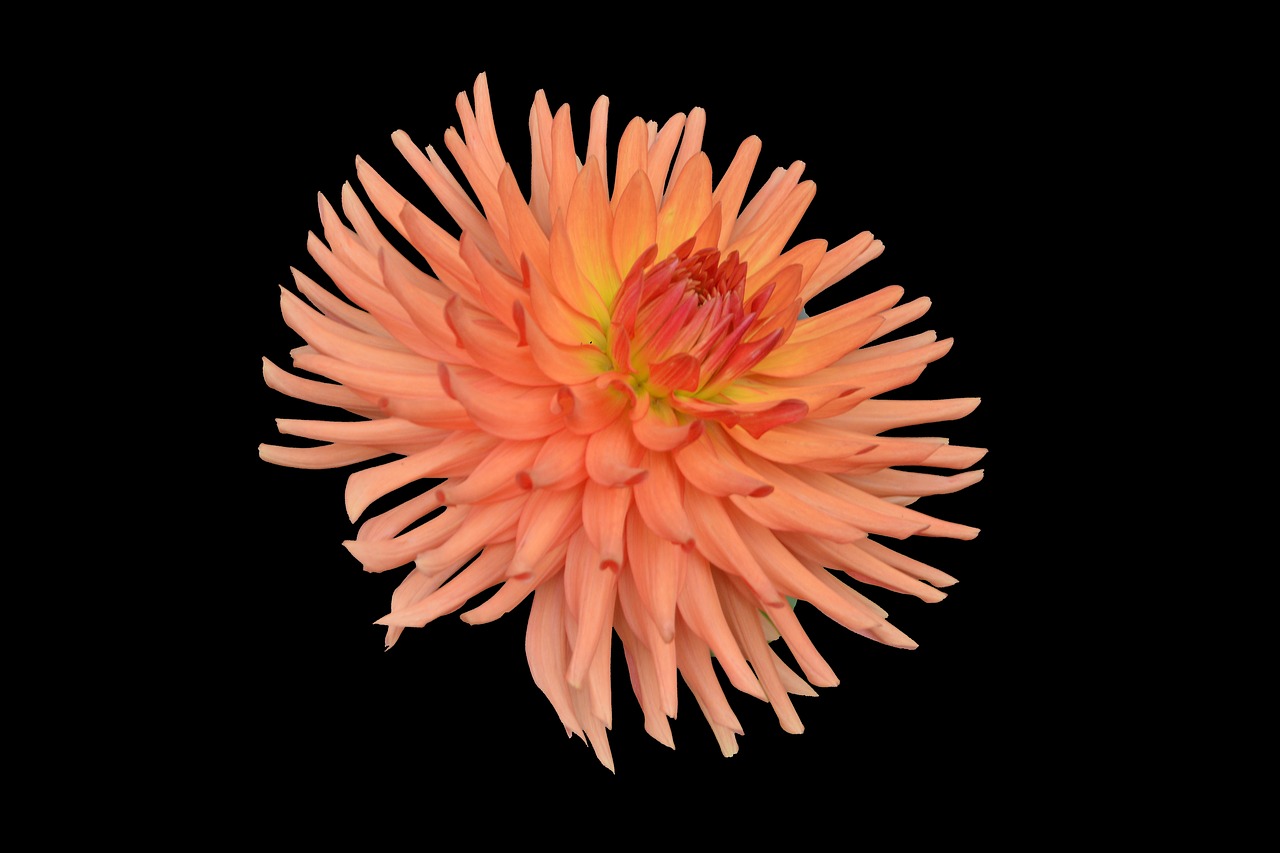 chrysanthemum flower plant free photo