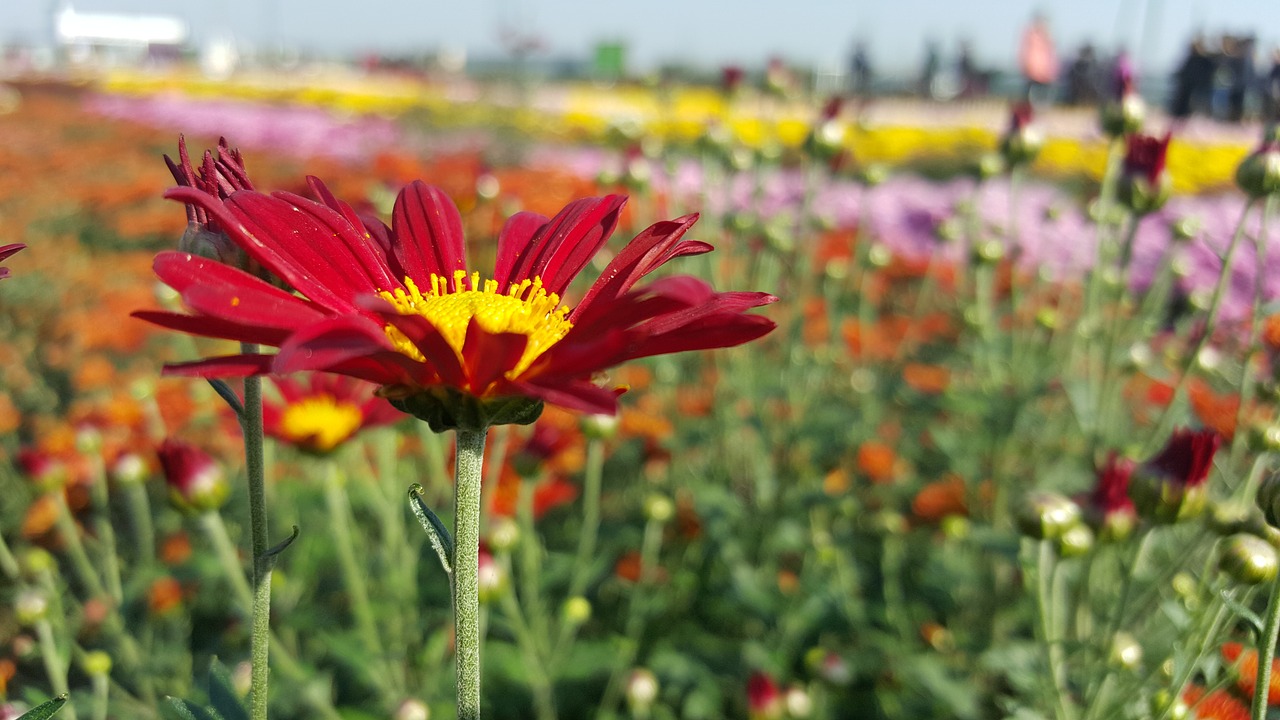 chrysanthemum autumn flower free photo